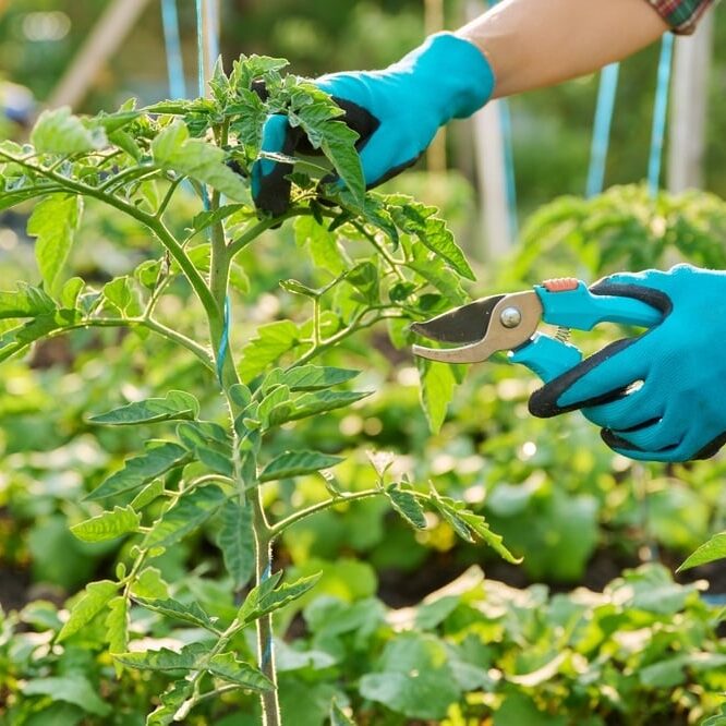 Close-up of tomato plant and hands with pruning shears shaping plant