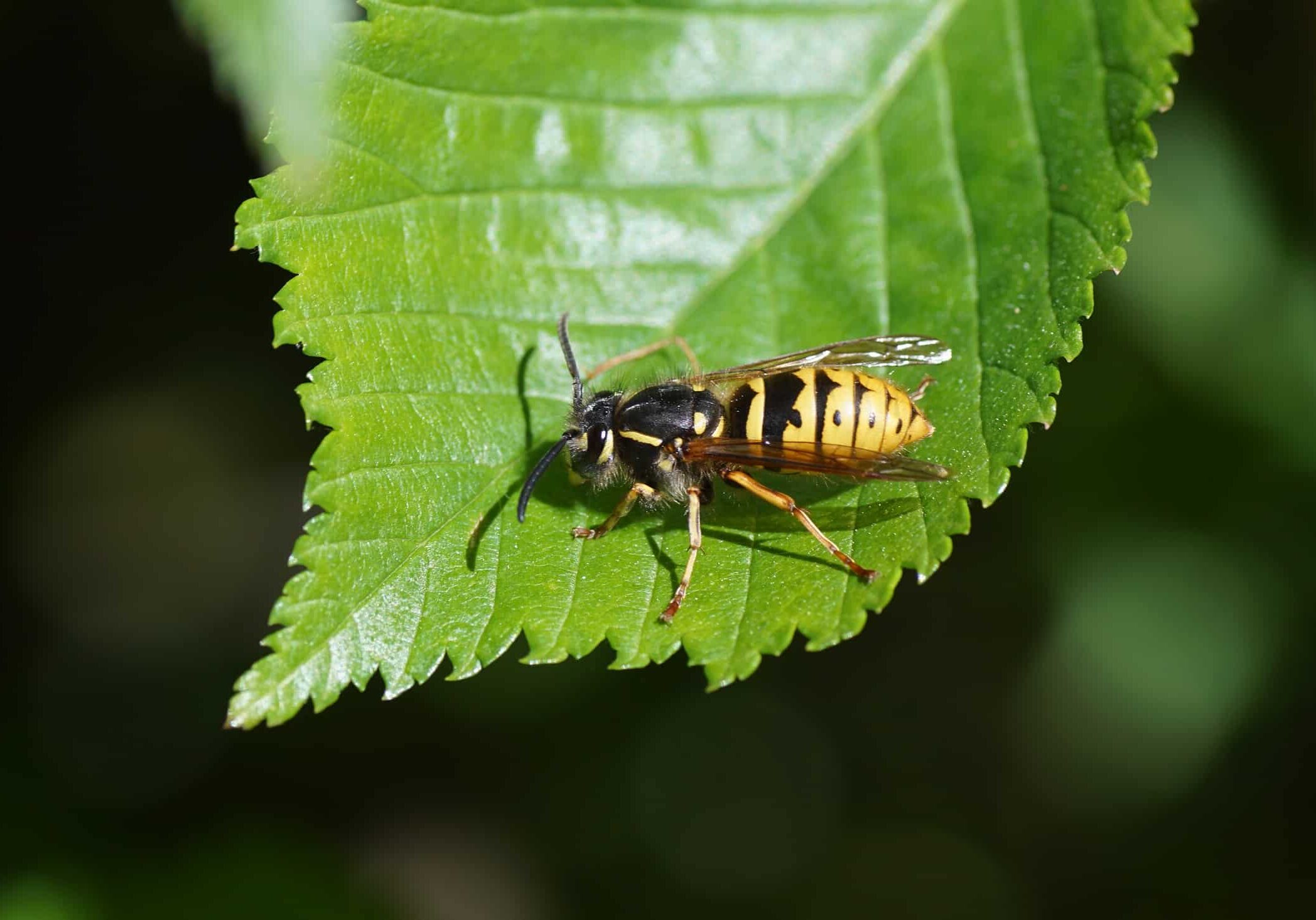 Queen of a common wasp (Vespula vulgaris) of the family Vespidae in spring on a leaf of an elm