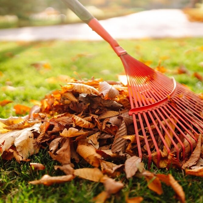 Close-up of a rake picking up fallen leaves in autumn
