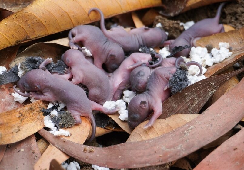 Newborn rat pups are in a nest filled with dry leaves