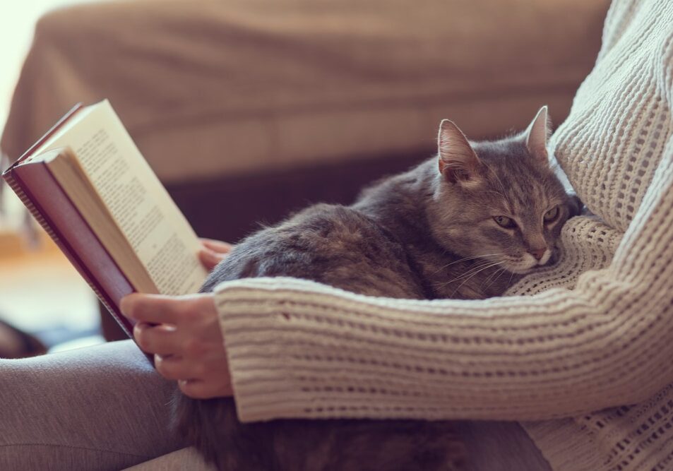 Soft cuddly tabby cat lying in its owner's lap enjoying and purring while the owner is reading a book.