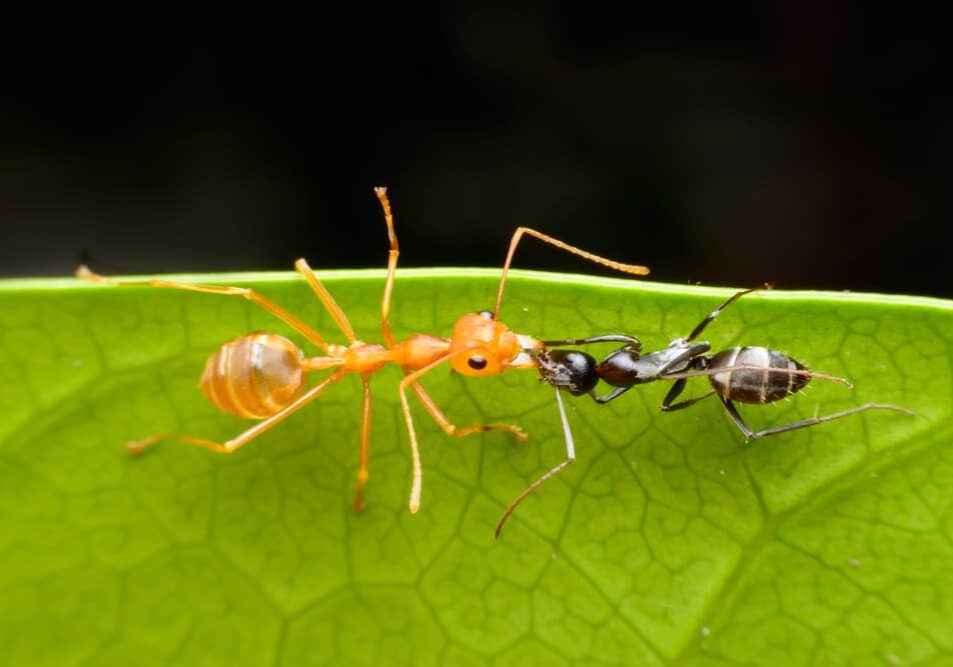 which ants are most likely to attack