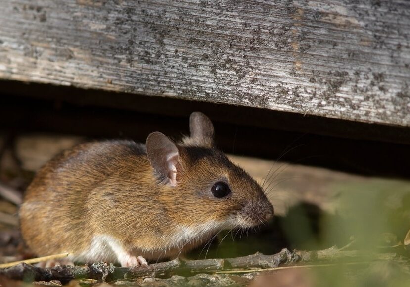 yellow-necked field mouse hiding