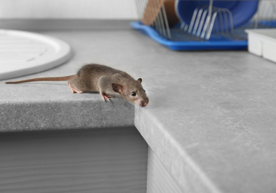 Rat near the sink