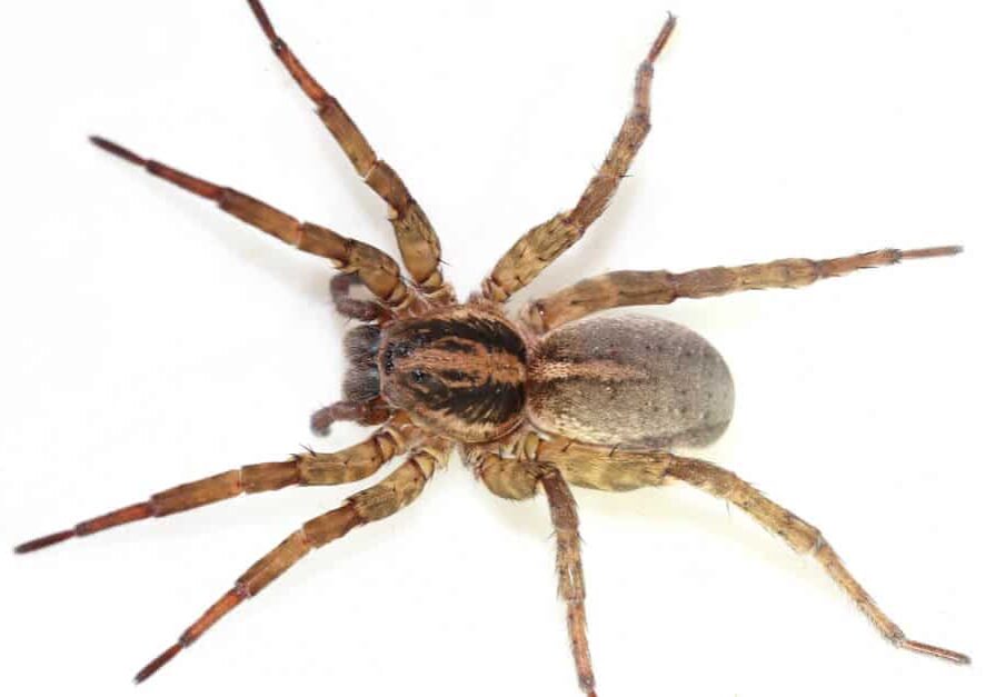 female Trochosa ruricola (rustic wolf spider)