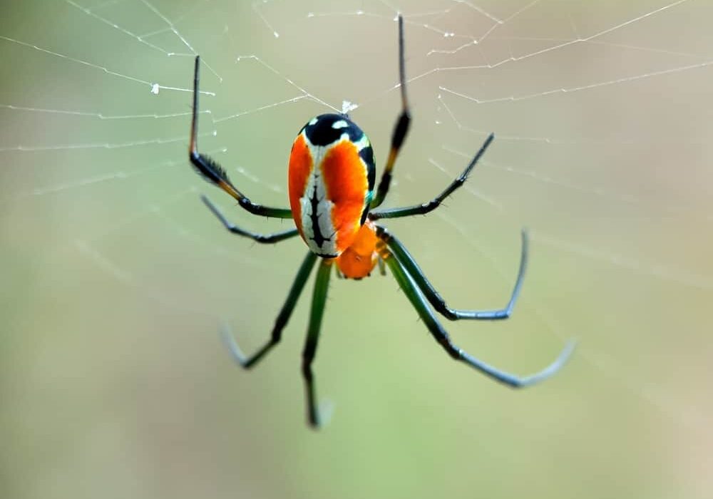 Spider orbweaver in garden