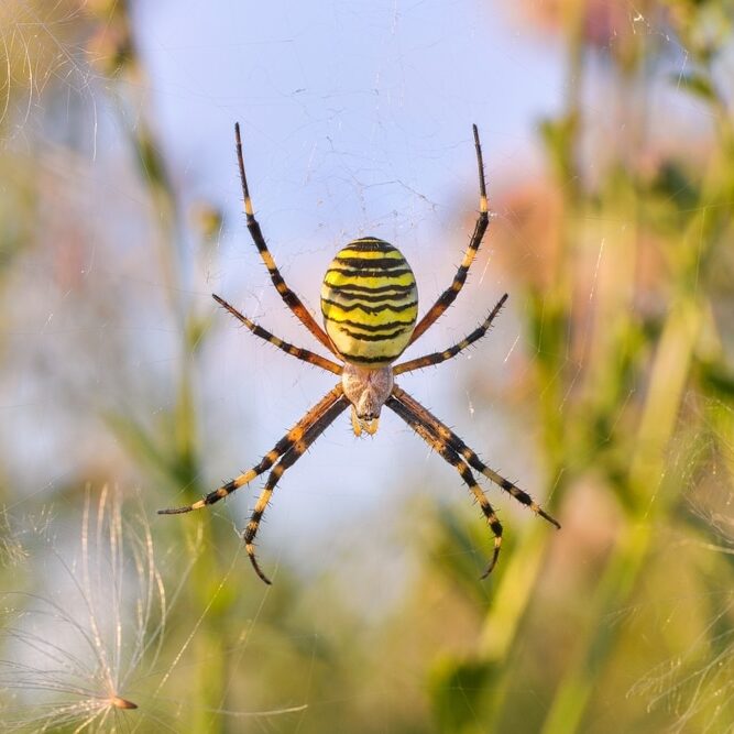 A large spider of yellow color with black stripes sits in a spider's web