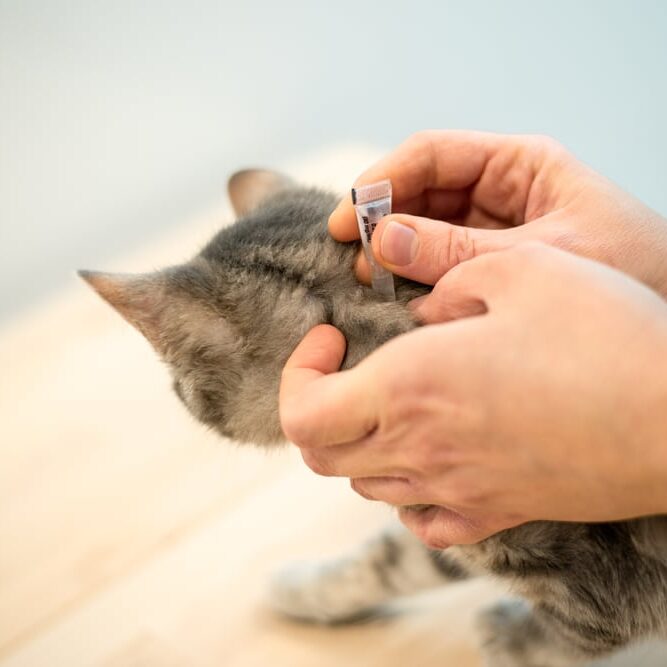 Pet spot-on treatment