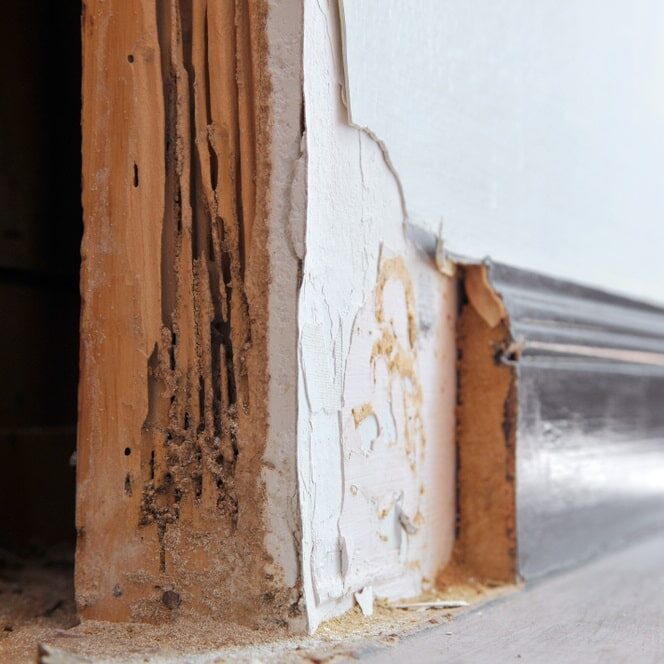 Rotten lumber inside wooden wall has been eaten by termites