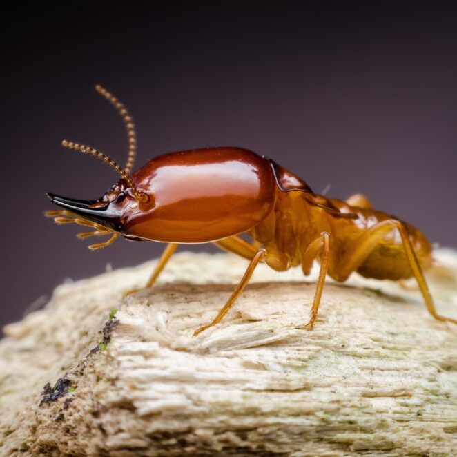 Super macro view of termite on wood