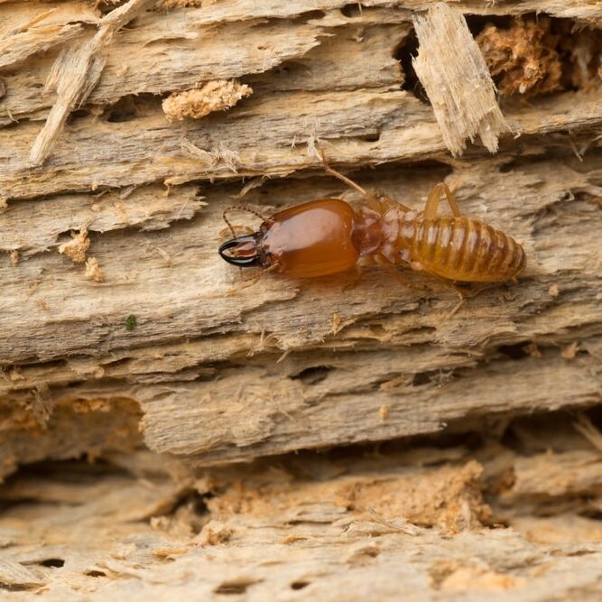 termite on rotten wood