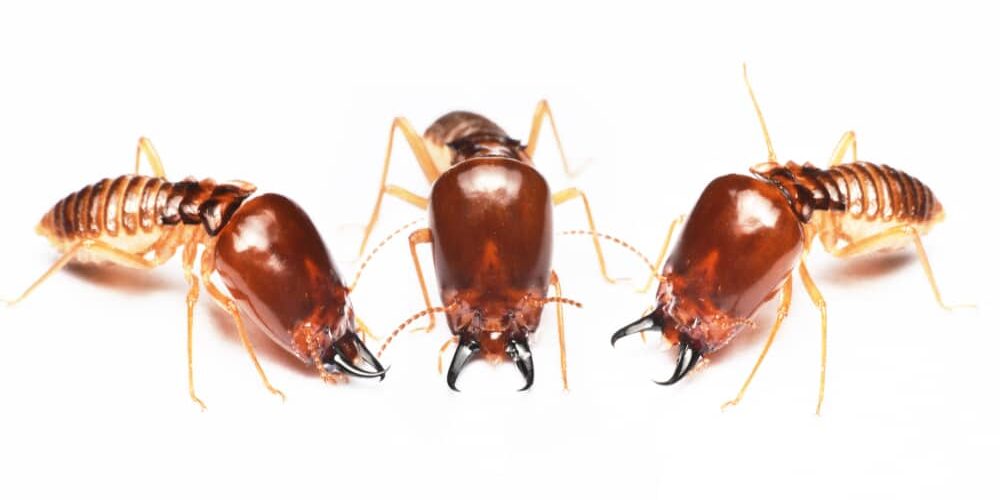 Group of Termites