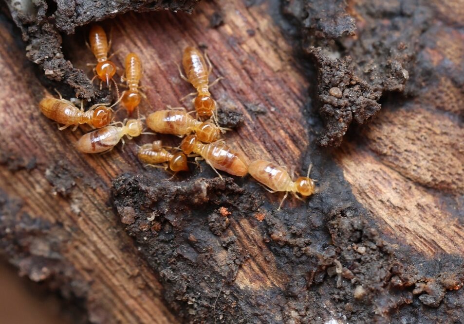 Termites are small insects that live in underground nests and termite mounds.