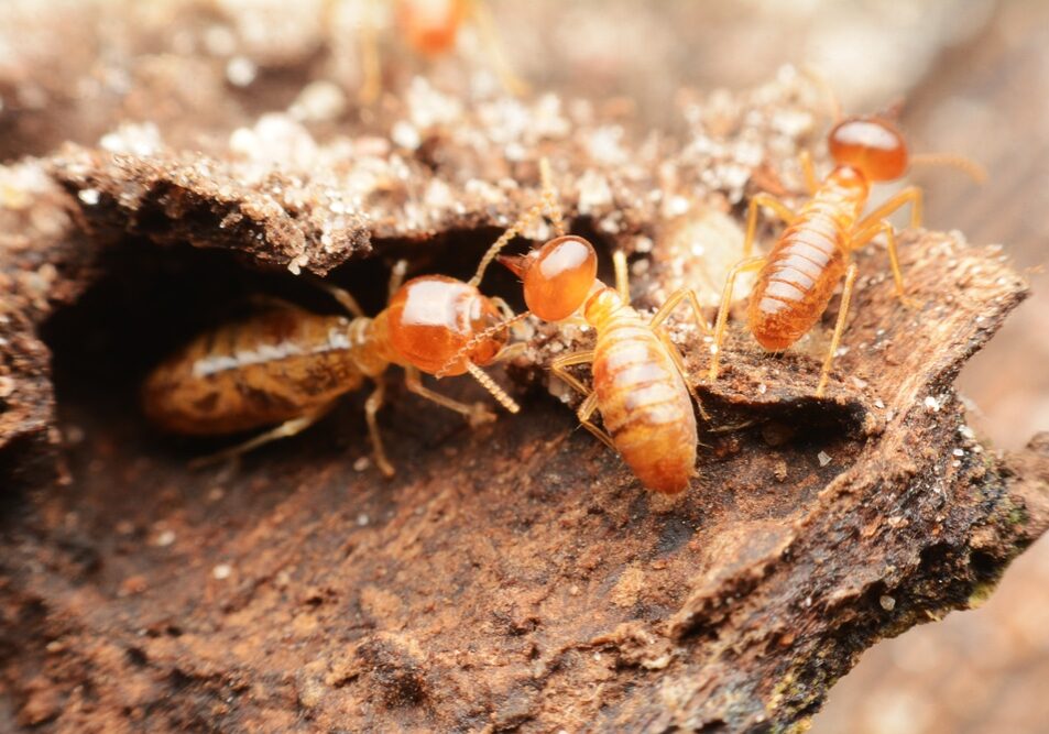 Close-up of worker termites on the forest floor