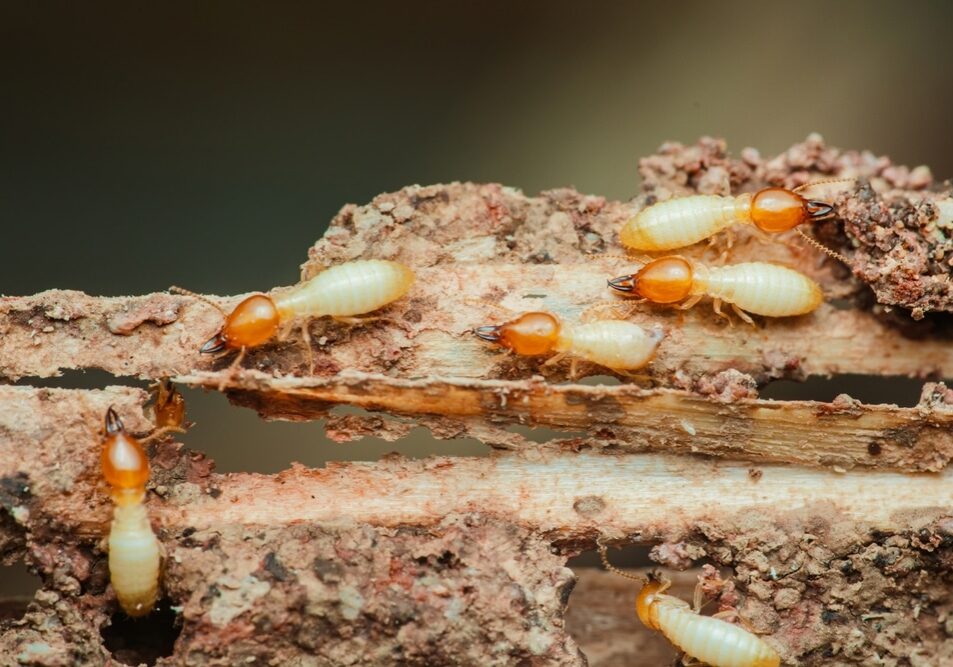 termites actively consuming and damaging a piece of wood