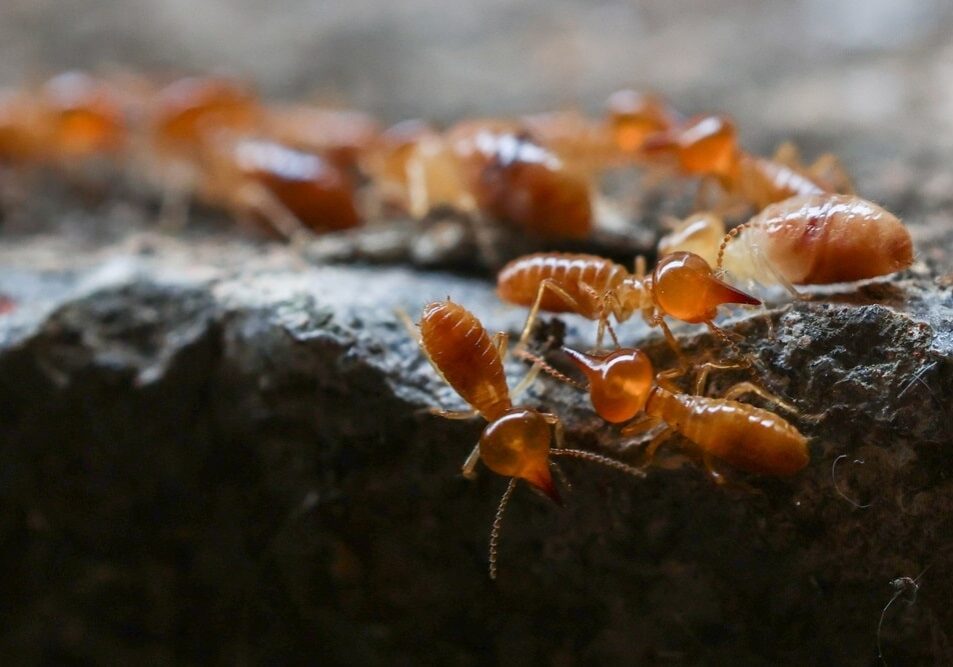 Termites in underground nests
