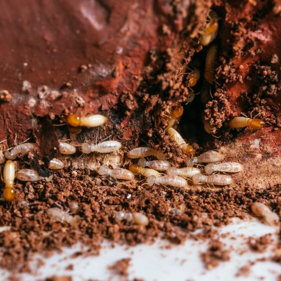 Close up termites or white ants