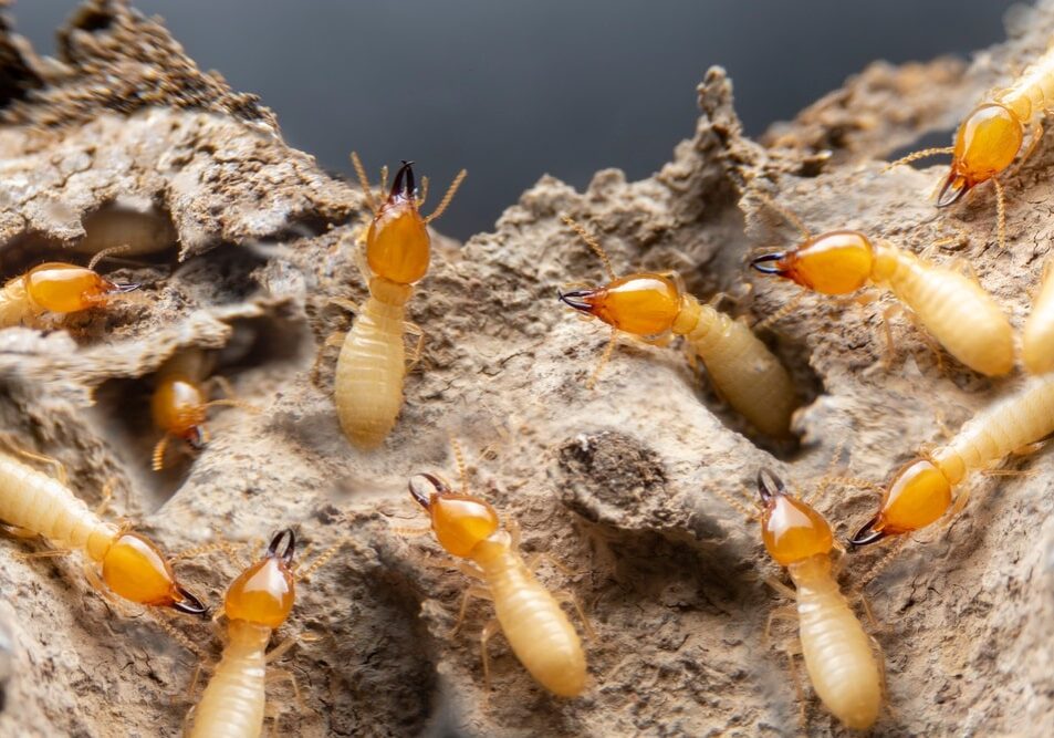 Group of the small termite on decaying timber