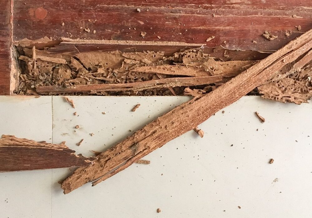 termites in wood furniture