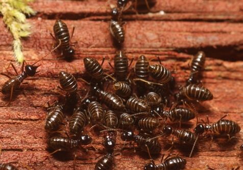 group of termites eating wood