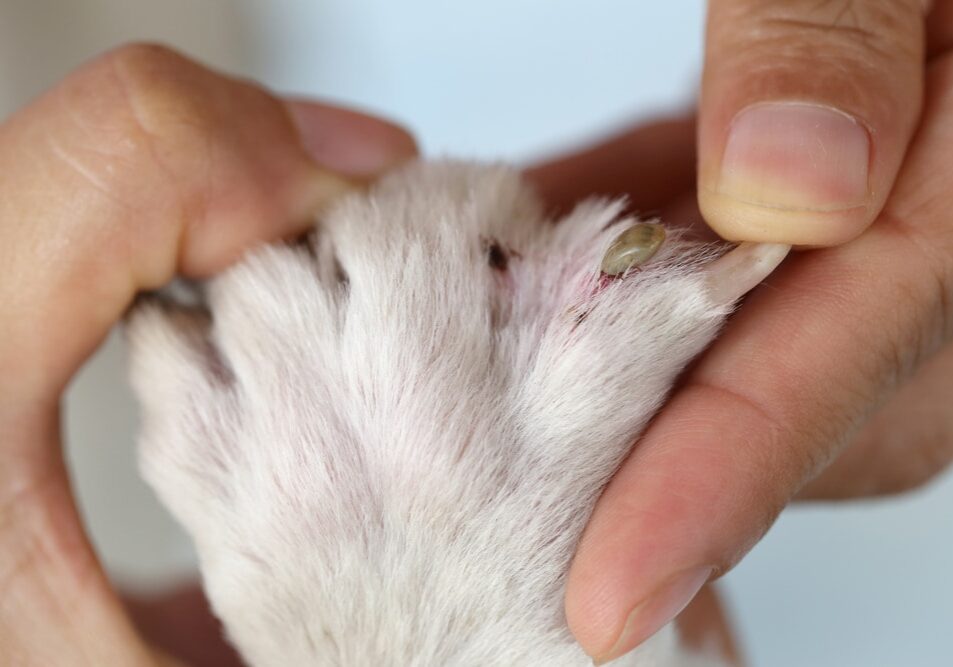 Big ticks on a dog paw