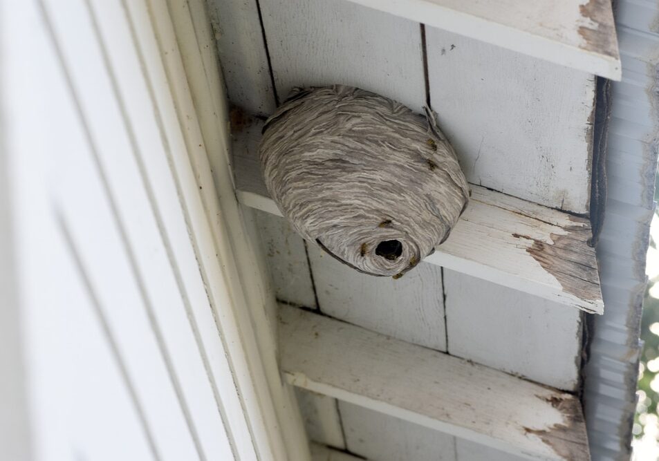Large wasp hornet nest under eaves of a home