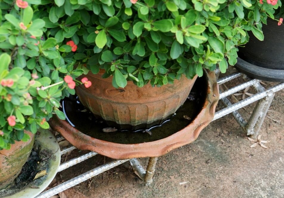 plant pot with stagnant water