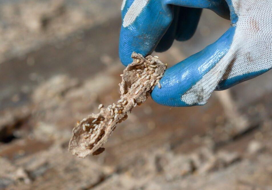 Termites destroying wood from the ground