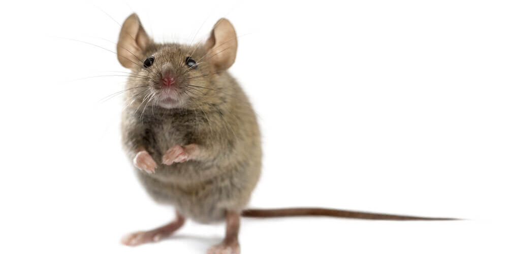 Wood mouse
