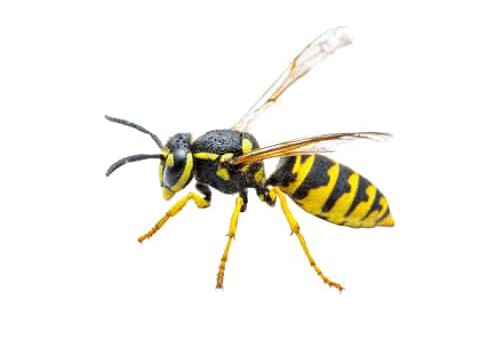 Yellow Jacket Wasp